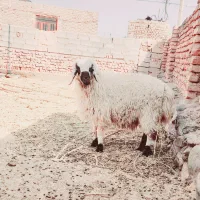 دوتا بره و کهره و یک قوچ|حیوانات مزرعه|بیرجند, |دیوار