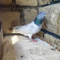 یک جفت کله شیخ نر|پرنده|مسجد سلیمان, |دیوار