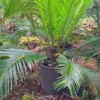 سیکاس چند ساله|گل و گیاه طبیعی|عباس‌آباد, |دیوار