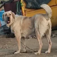 انگشتر عقیق یمن و سگ نگهبان