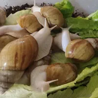 حلزون|خزنده|سبزوار, پیام|دیوار