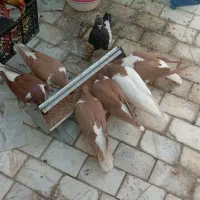 گمشده