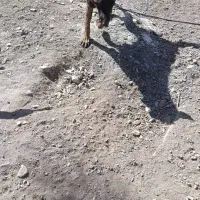 سگ گمشده|حیوانات|بم, |دیوار