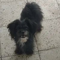 جسیت ماده نژاد پامر شیتزو