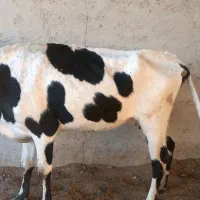 فروش گاو هلشتاین همراه گوساله|حیوانات مزرعه|سراوان, |دیوار
