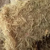 کلش گندم و جو پرس مال دعم