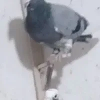 میناسبز باخت خورده