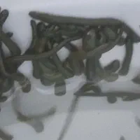 زالو طبی استریل