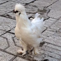 خروس ابریشمی اصیل پنج‌انگشتی