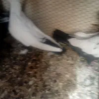 نروماده دم سیاه۸تا|پرنده|قم, دورشهر|دیوار