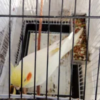 عروس هلندی|پرنده|بهشهر, |دیوار