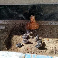 مرغ گلین با جوجه