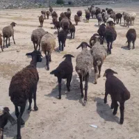 میش وبره