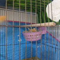 جفت قناری فروشی|پرنده|نطنز, |دیوار