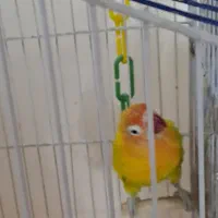 طوطی برزیلی دستی