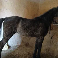 اسب|اسب و تجهیزات اسبسواری|تخت سلیمان, |دیوار