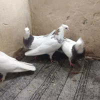 کفتر|پرنده|مشهد, ایثارگران|دیوار