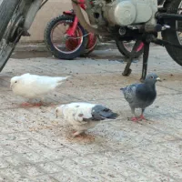 ۹عدد کبوتر|پرنده|اصفهان, جاوان|دیوار