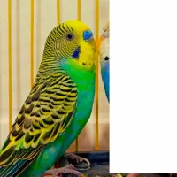 مرغ عشق بالغ|پرنده|تخت, |دیوار