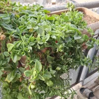 گلدان با پایه 7 عدد|گل و گیاه طبیعی|قمرود, |دیوار