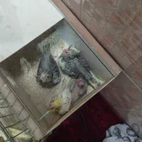 جوجه عروس هلندی|پرنده|پارس‌آباد, |دیوار