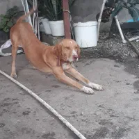 رودبنه|سگ|رودبنه, |دیوار