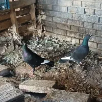 کبوتر پلاکی