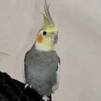 جفت عروس هلندی|پرنده|سوسنگرد, |دیوار