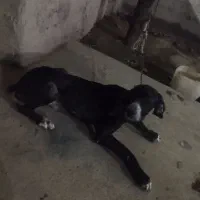 فروش|سگ|خان ببین, |دیوار