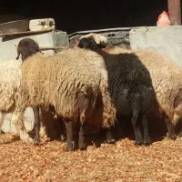 فروش‌پنج‌راس‌قوچ‌نجف‌ابادگلدشت