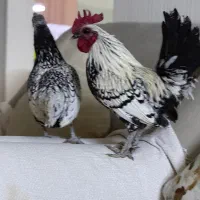 مرغ و خروس سیبرایت خالص مینیاتوری