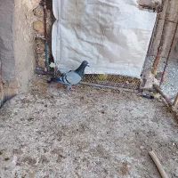 کبوتر|پرنده|زابل, |دیوار