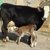 گاو سیمینتال با گوساله سیمینتال نر