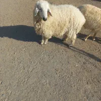 بره نر ۸-۹ماهه فاریاب|حیوانات مزرعه|فاریاب, |دیوار