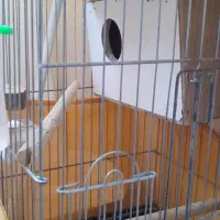 مولد همراه قفس لوازم روتخم هستندمعاوضه|پرنده|کرج, خرمدشت|دیوار