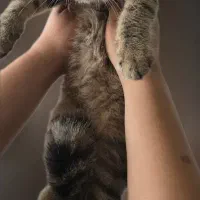 گربه بریتیش|گربه|تهران, مشیریه|دیوار