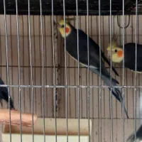 عروس هلندی|پرنده|ارومیه, |دیوار