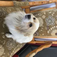 پامر اشپیتز