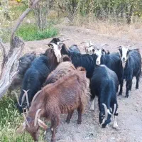 بز بومی در کاشان|حیوانات مزرعه|قم, آزادگان|دیوار