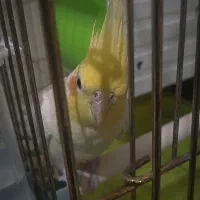 یک جفت عروس هلندی لوتینو|پرنده|پاکدشت, پاکدشت (مامازند)|دیوار