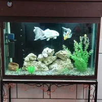 فروش آکواریوم با شیشه ضخیم ۱۰ میل کامل.(توافقی)