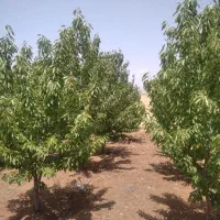 باغ وزمین|فروش دفتر صنعتی، کشاورزی، تجاری|کامیاران, |دیوار