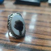 تک درخت تنه دار