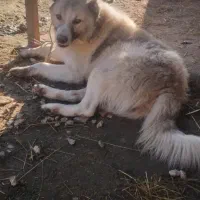سگ‌‌‌وگذار‌می‌شود