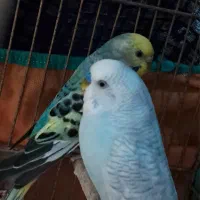 مرغ عشق رنگ آبی و سبز
