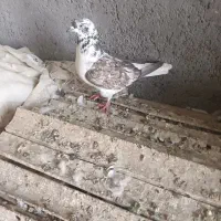 ۸ تا کفتر شازده طوقی ودمسفید ودورگ روهم دونه ۲۰۰