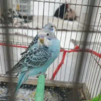 مرغ عشق جفت و جوجه