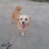 واگذاری پاپی نر و ماده