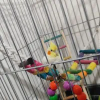 عروس هلندی لوتینو نرباقفس|پرنده|شریفآباد, |دیوار