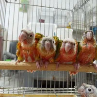 جوجه گرینچیک سرلاکی تا نرم خور دبل رد|پرنده|تهران, تهرانسر مرکزی|دیوار